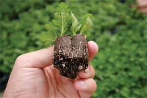 Five Innovations For The Young Plant Growers