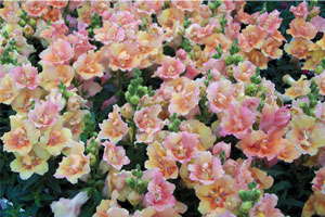 Medal Of Excellence: Nominee Twinny Snapdragons By Hem Genetics