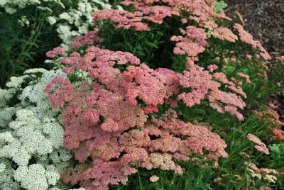 5 Top-Notch Perennials
