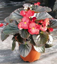 ‘Big Red Bronze Leaf Improved’ Begonia From Benary