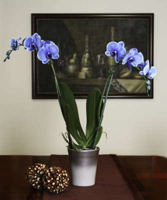 Poll: Majority Supports Dye-Infused Plants For Consumers
