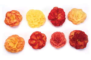 Begonias: Just Scratching The Surface