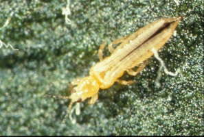 Pesticide Resistance In Natural Enemies