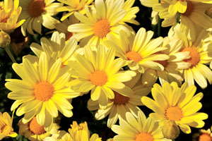 The Must-Have,  Field Trial-Proven Plants