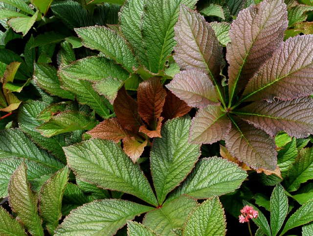 Variety Sneak Peek: Rodgersia ‘Bronze Peacock’