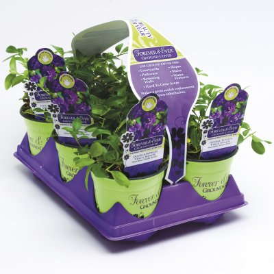 Berry Family Building Brand  Around Simplification