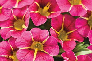 ‘Superbells Lemon Slice’ And ‘Superbells Cherry Star’ From Proven Winners Break The Color Mold