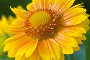 National Garden Bureau Designates 2015 As Year Of The Gaillardia