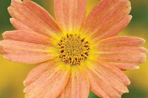 Breeders’ 2011 Top Plant Picks