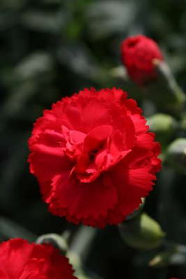 The Meaning Behind Pantone’s Color Of The Year