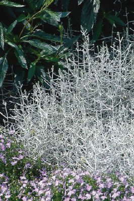 Hidden Gem Perennials