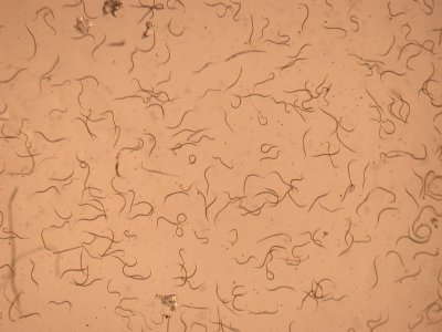 How to Begin Beneficial Nematode Applications