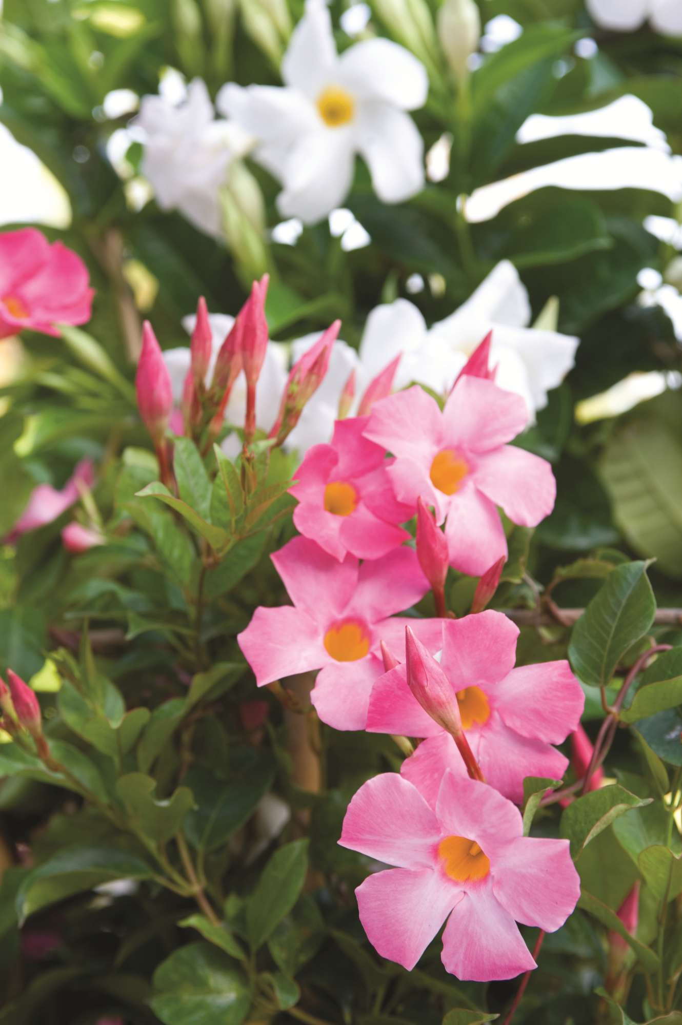 Tropical Plants Mean Bold Color And Big Sales