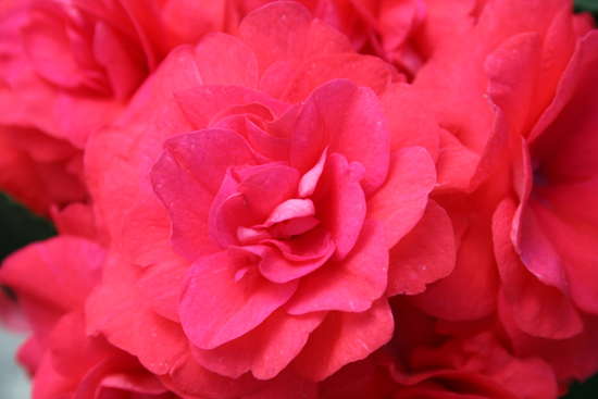 How To Grow Rockapulco