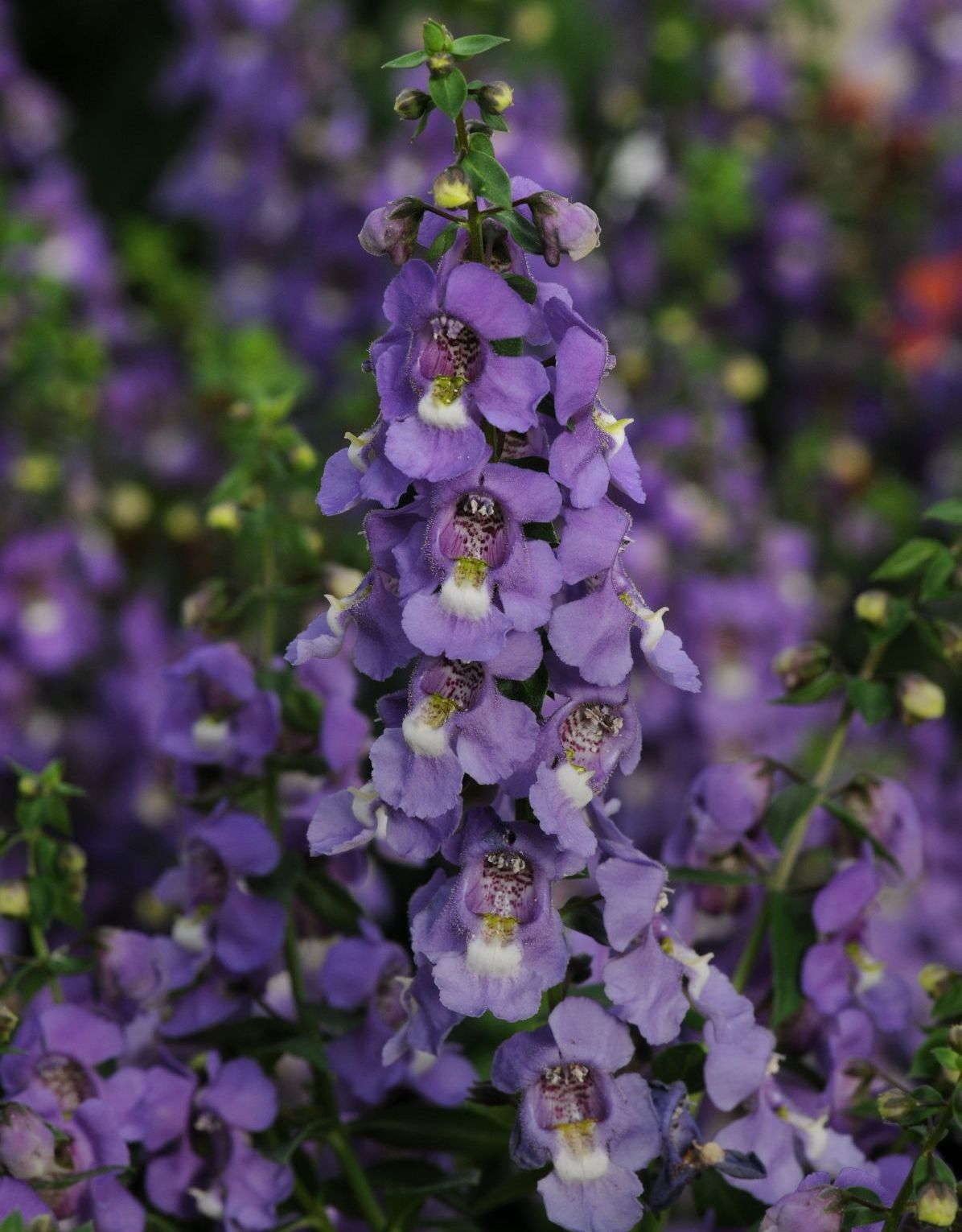 2013 Field Trial Results: North Dakota State University