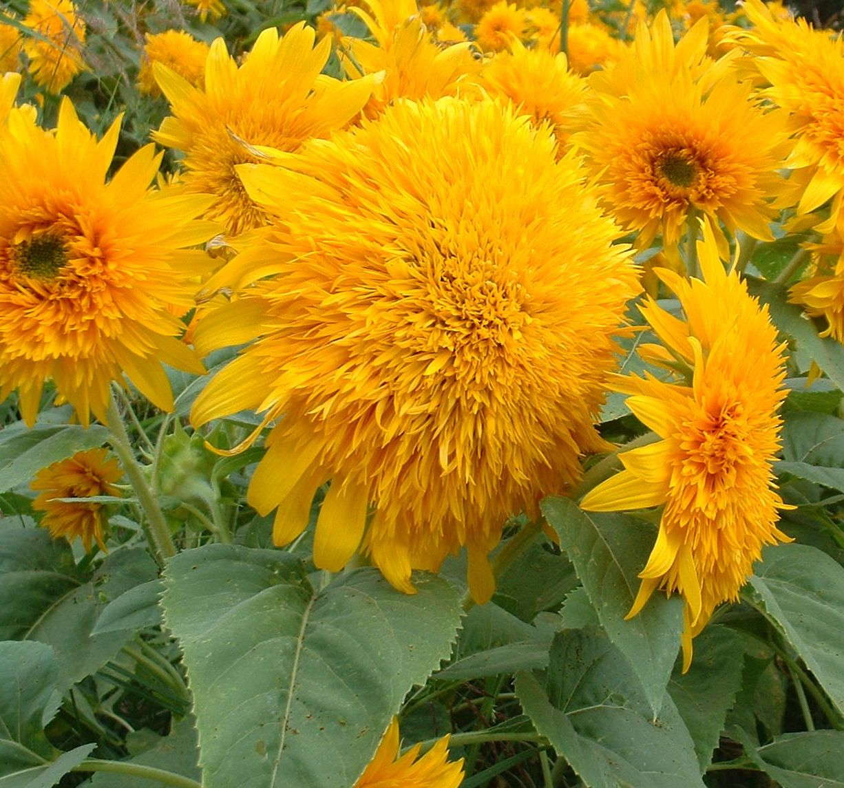 American Garden Award 2012 Contestants Announced