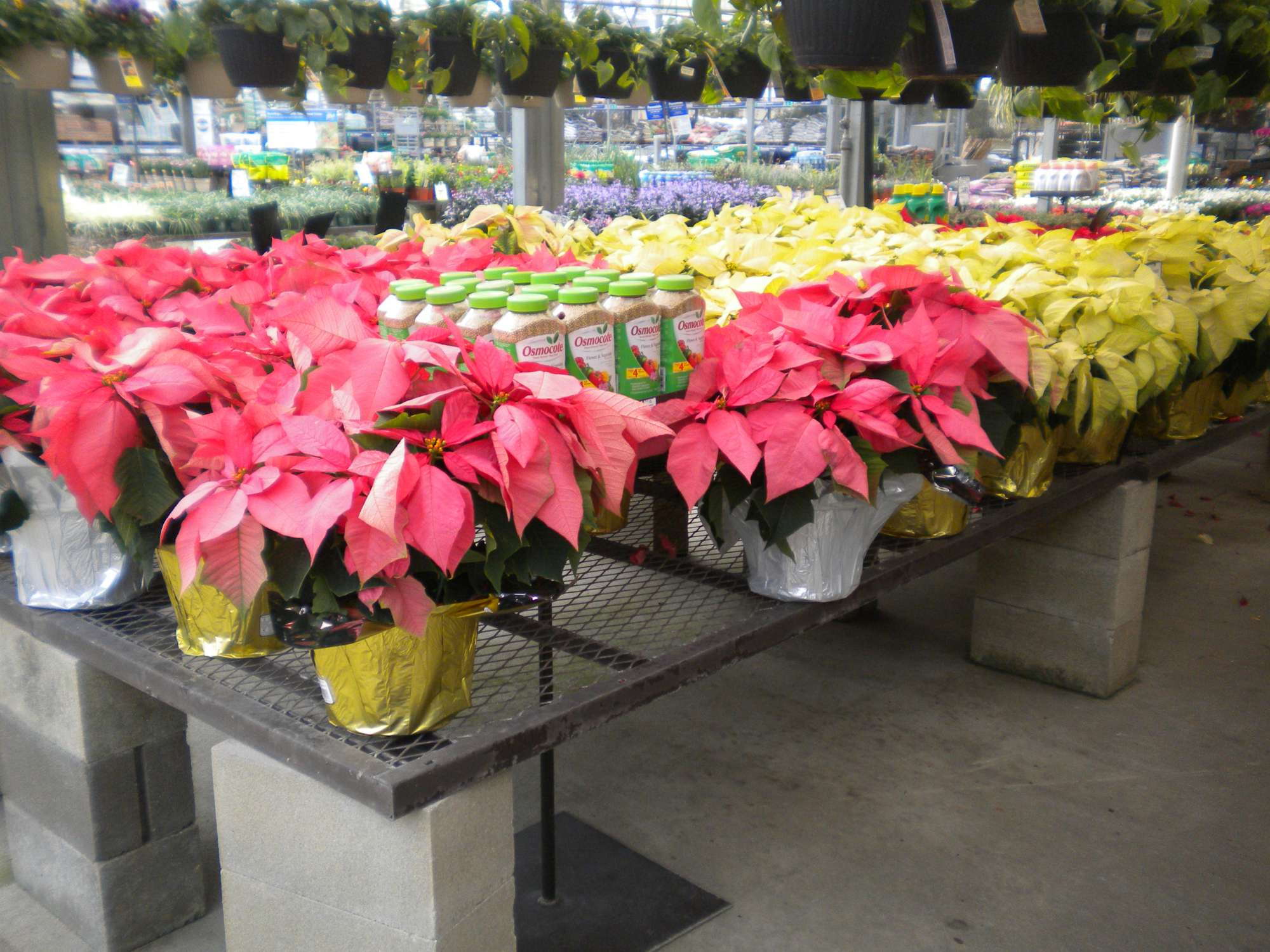 Why Growers Avoid Poinsettias