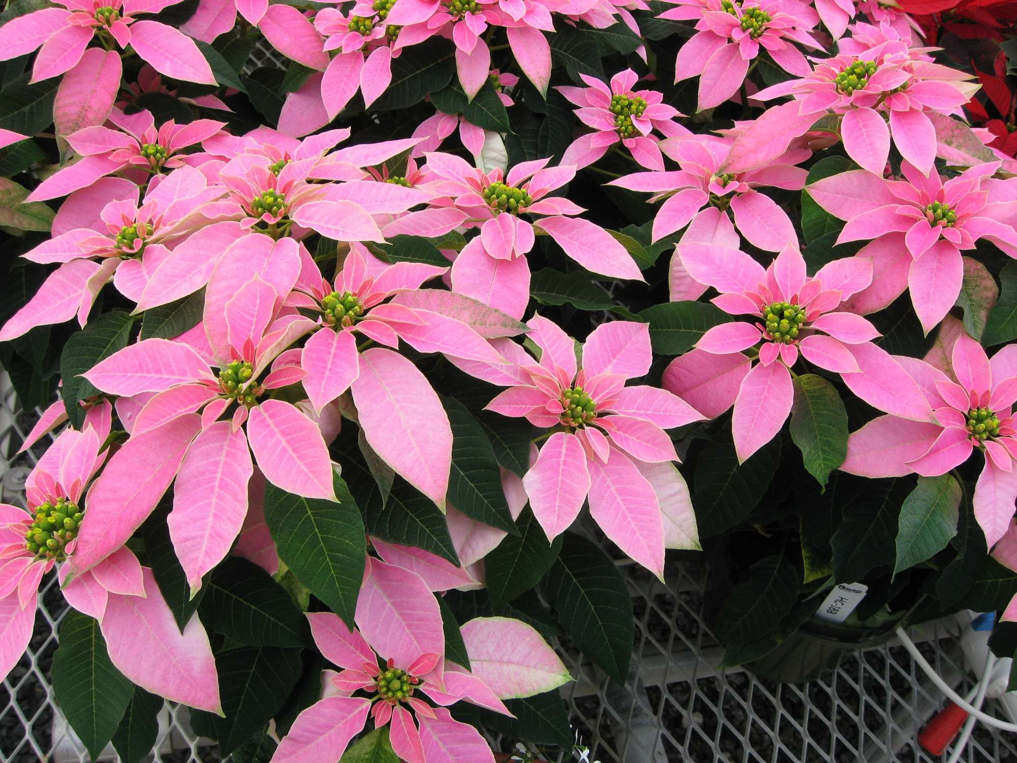 ‘Luv U Pink’ Poinsettia The Hit At Mitchell’s Open House