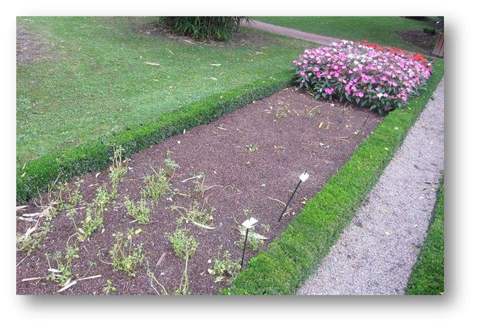 SunPatiens Showing No Signs Of Downy Mildew