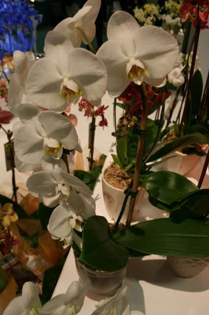How Do Your Orchids Grow?