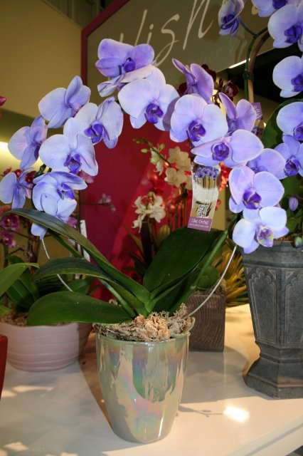 Silver Vase’s Latest Innovation