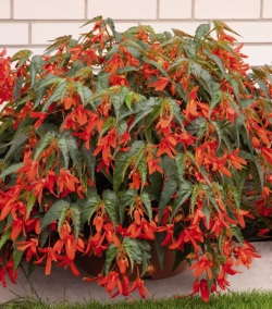 Benary Bringing Seed Boliviensis To Market