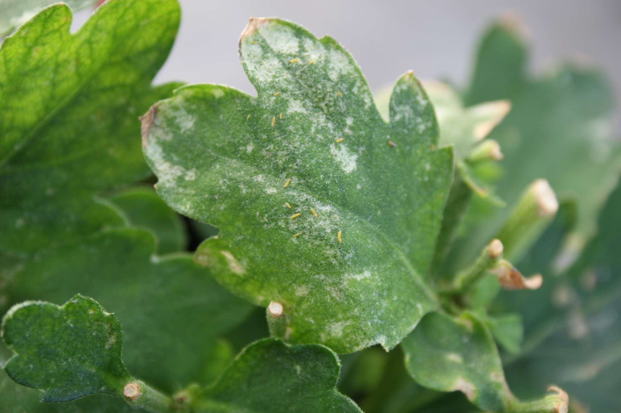 Biopesticides: Are They Immune To Resistance?