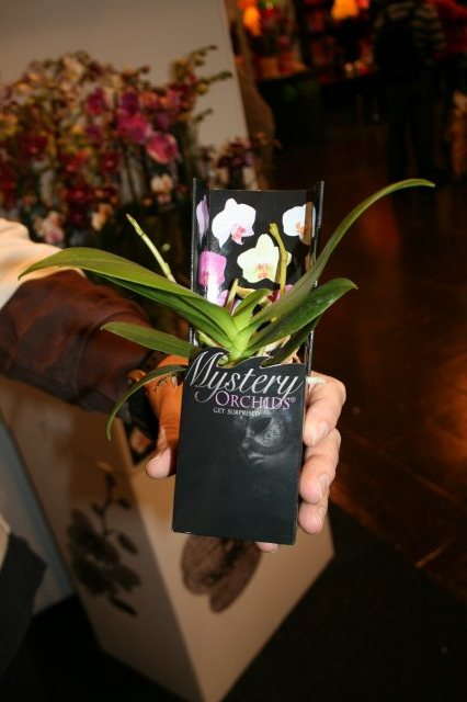 Mystery Orchids & The Sticky Flower