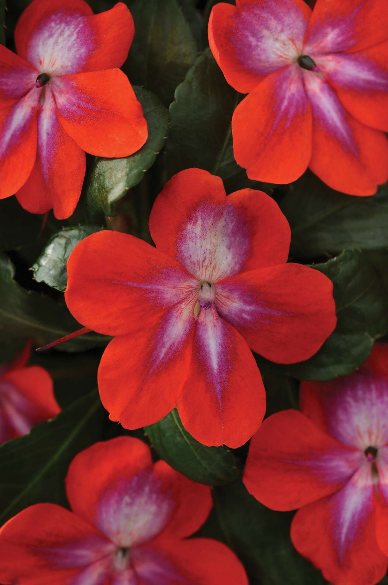 Opinion: Impatiens  Put To The Test