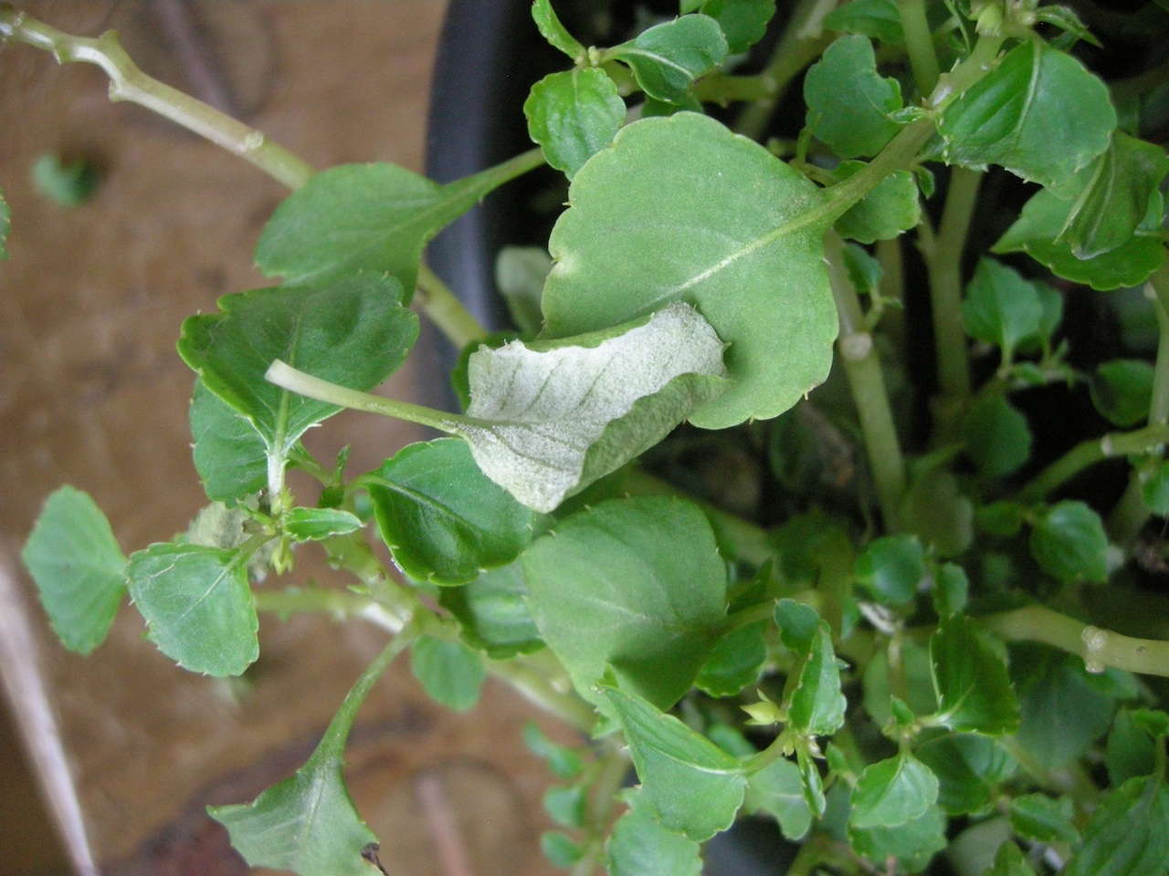 Your Impatiens Might Have Downy Mildew If …