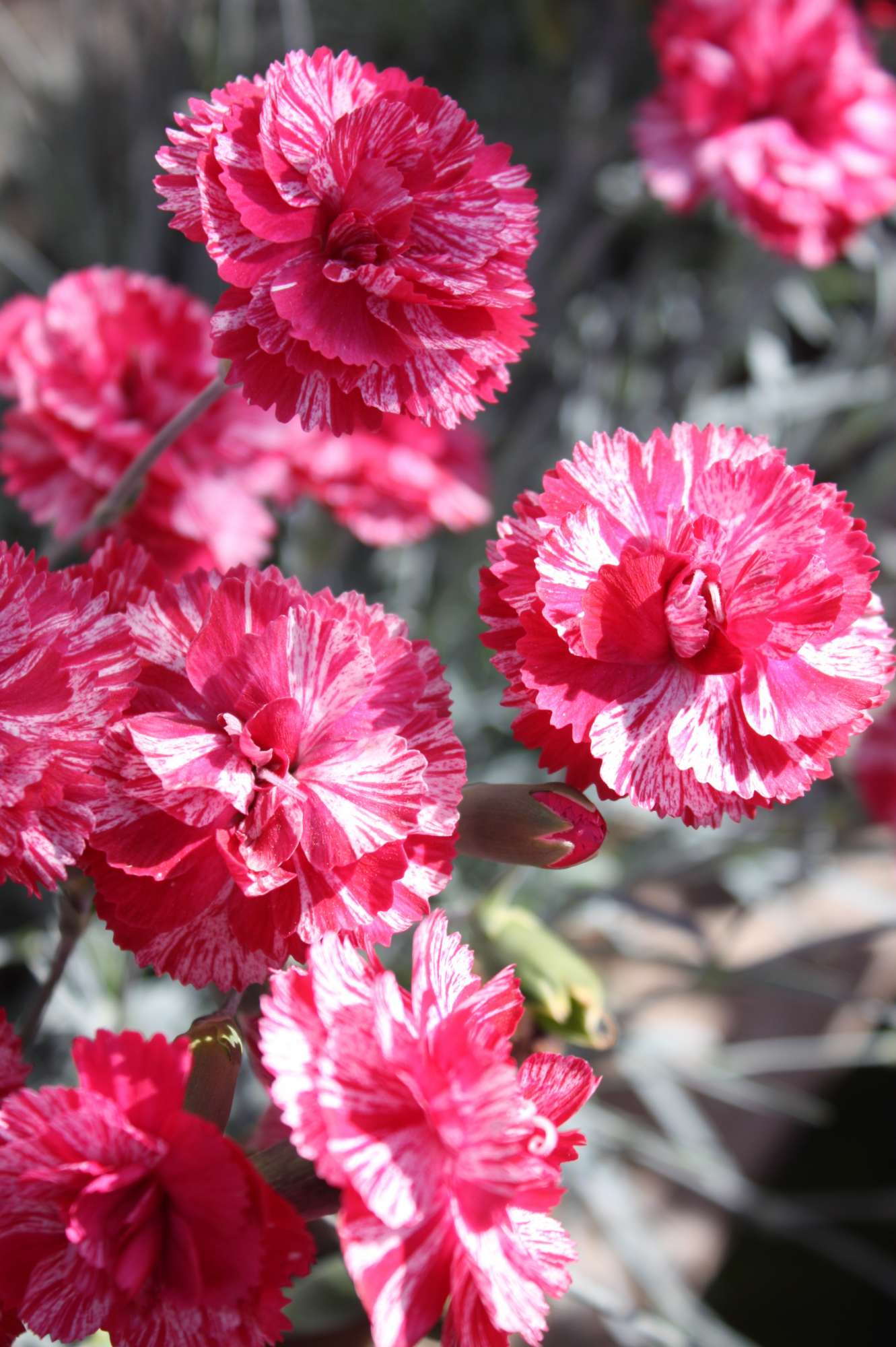 Spring Trials Preview: Pacific Plug & Liner