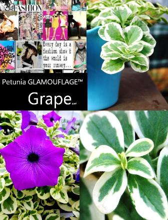 Hort Couture Petunia Offers New-Look Foliage