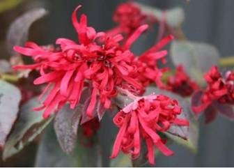 New Loropetalum Variety Hits The Market