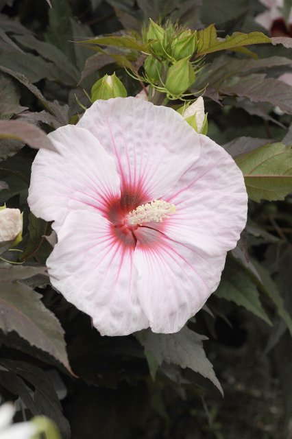 Battle of the Hibiscus: ‘Summer Storm’ vs. ‘˜Kopper King’