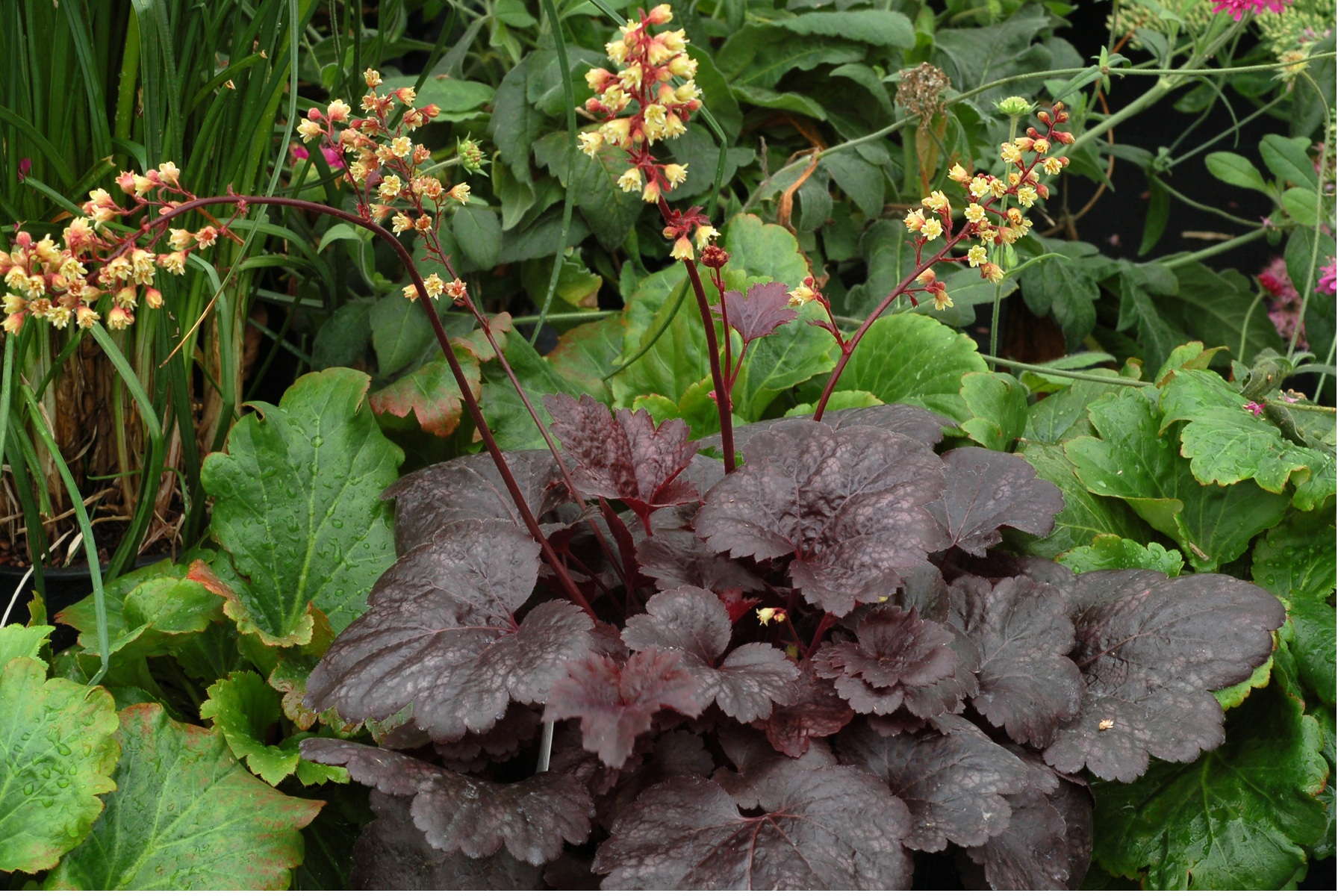 Terra Nova Releases Heat And Drought Tolerant Heuchera
