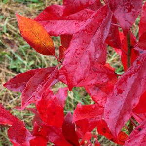 ‘Black Gum’ Brings Color To Problem Landscape Areas