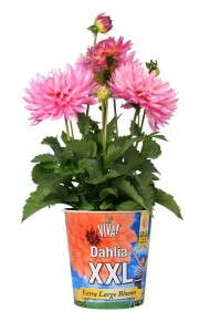 Dahlia 'XXL Veracruz' (Southwest/West)