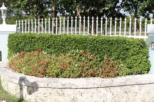 Impatiens Downy Mildew Research Needs Your Input [Survey]