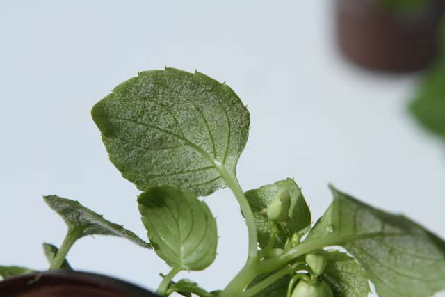 Downy Mildew On Impatiens: Resources And Advice