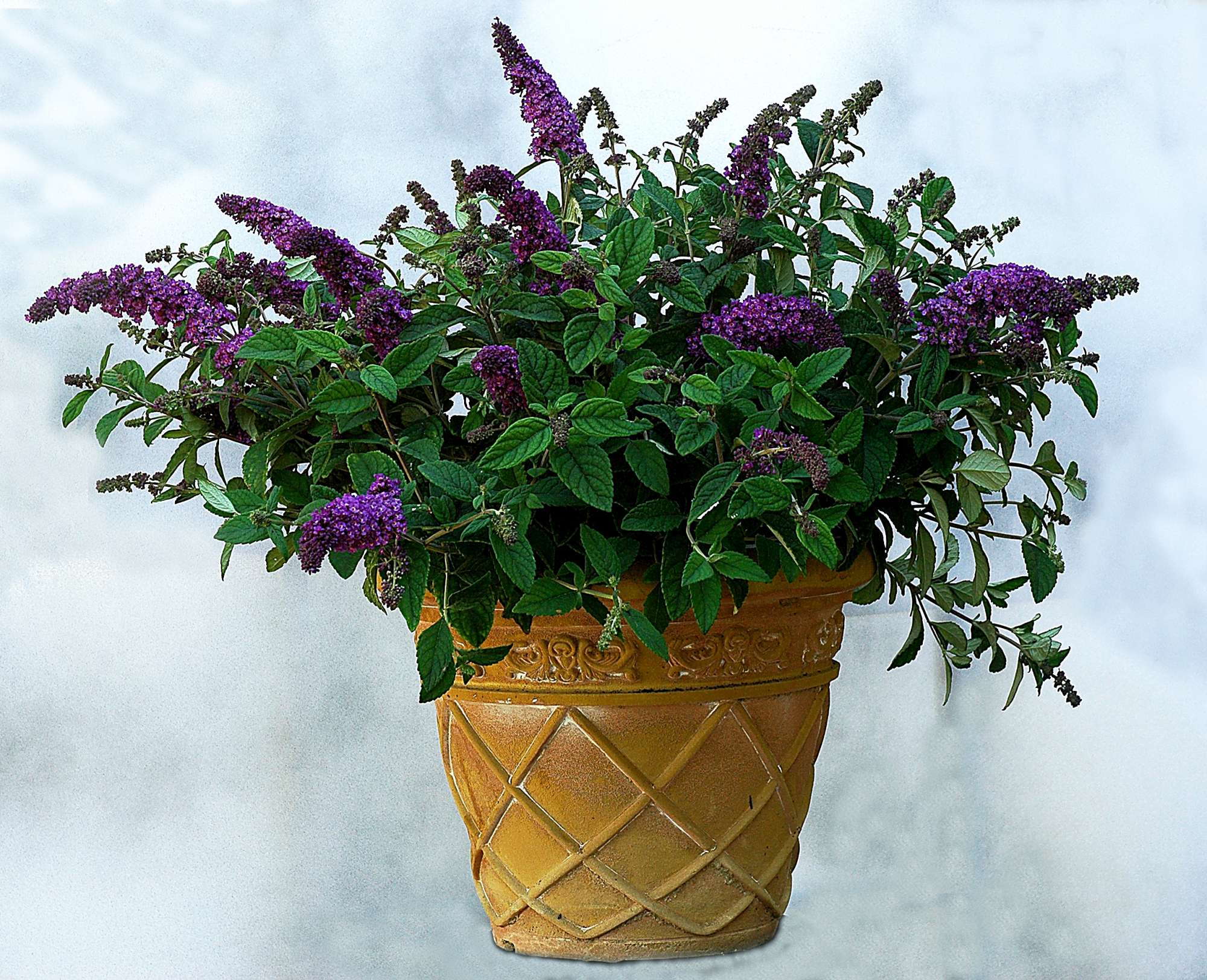 Low-Moisture, Heat-Tolerant Plants