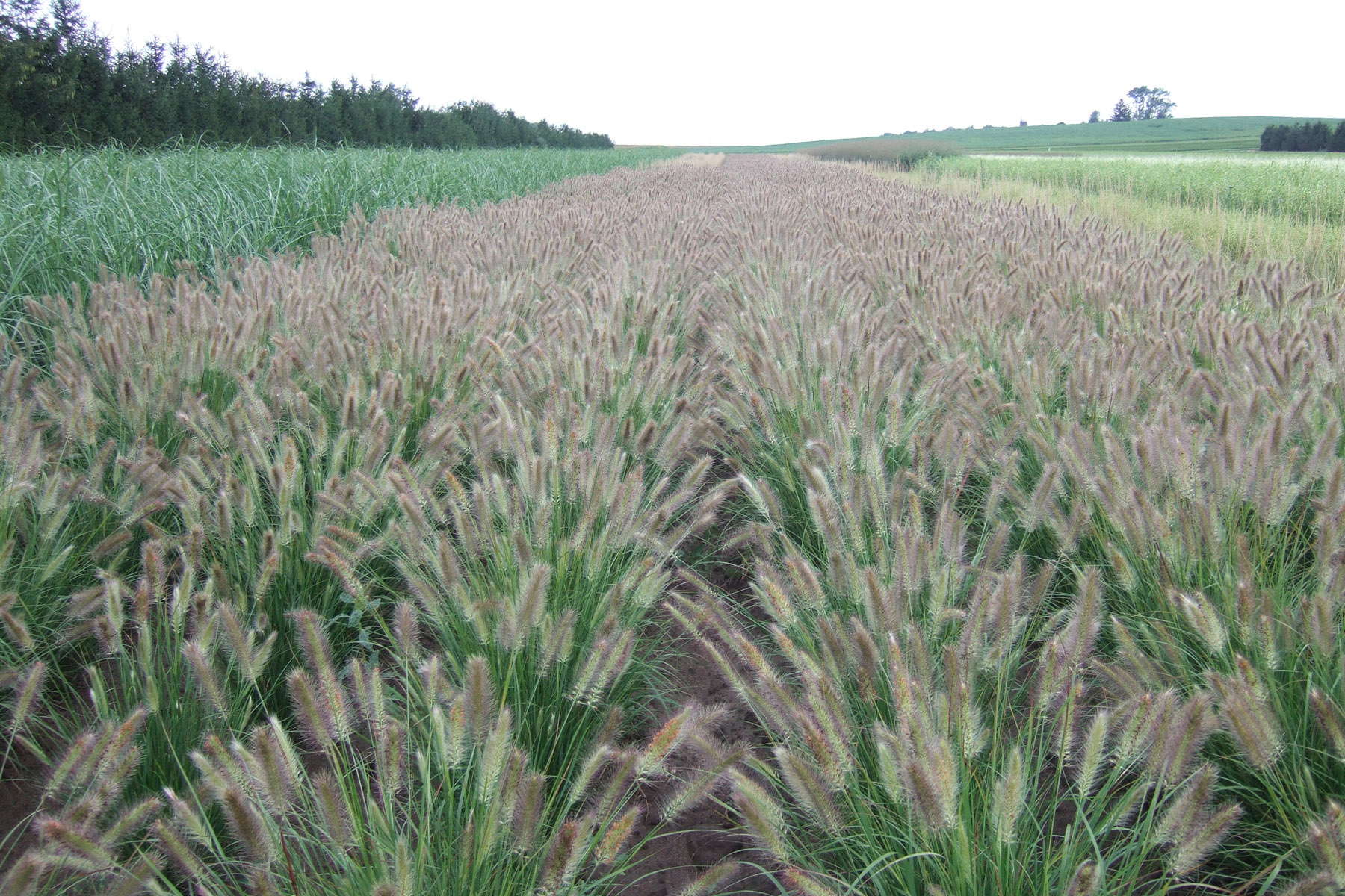 Pennisetum ‘Hameln’ versus ‘Desert Plains’