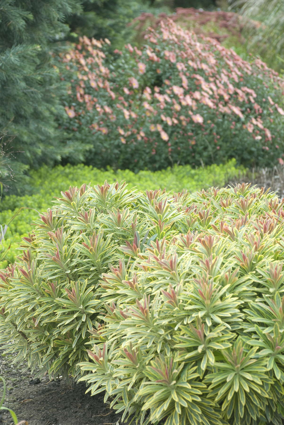 Euphorbia Polychroma vs. Euphorbia ‘Ascot Rainbow’