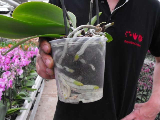 Q&A - How do nurseries grow Orchids in sphagnum moss? 