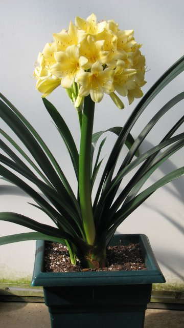 New Clivia Variety Coming From Longwood