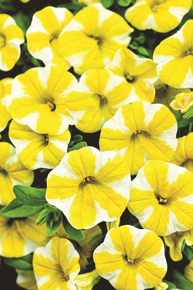 ‘Superbells Lemon Slice’ Is A Medal Of Excellence Nominee