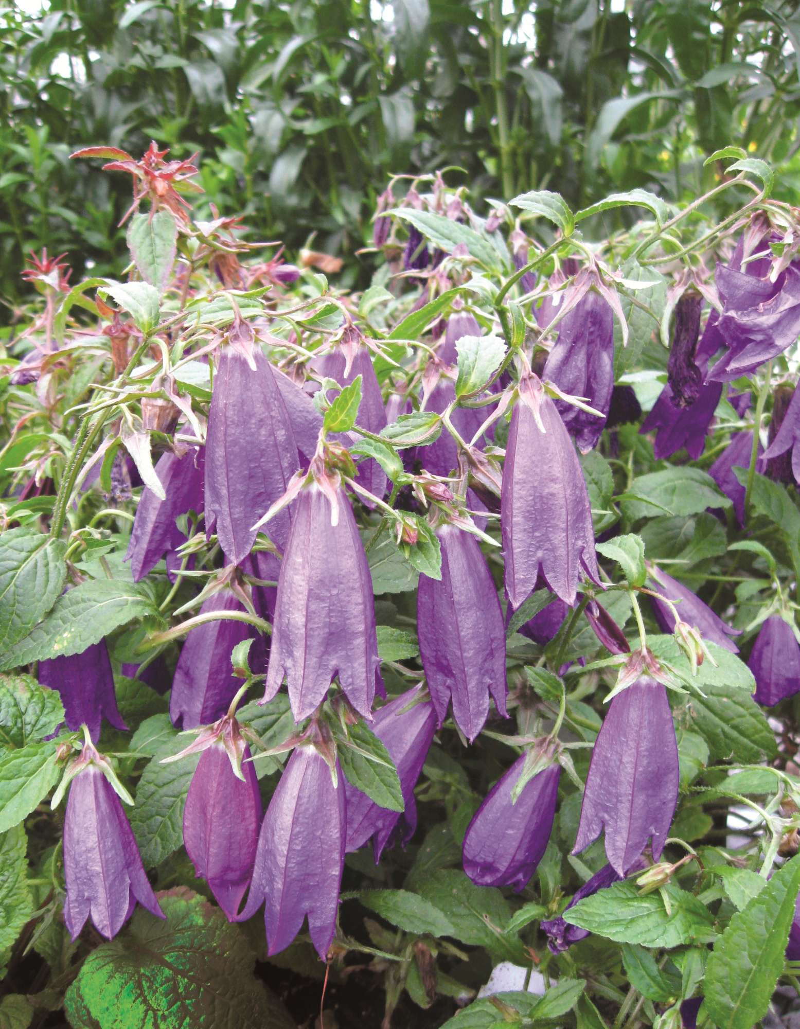Skagit Gardens: 2012 New Varieties Guide