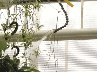 Hand Watering, Booms, Sprinklers Or Drip?