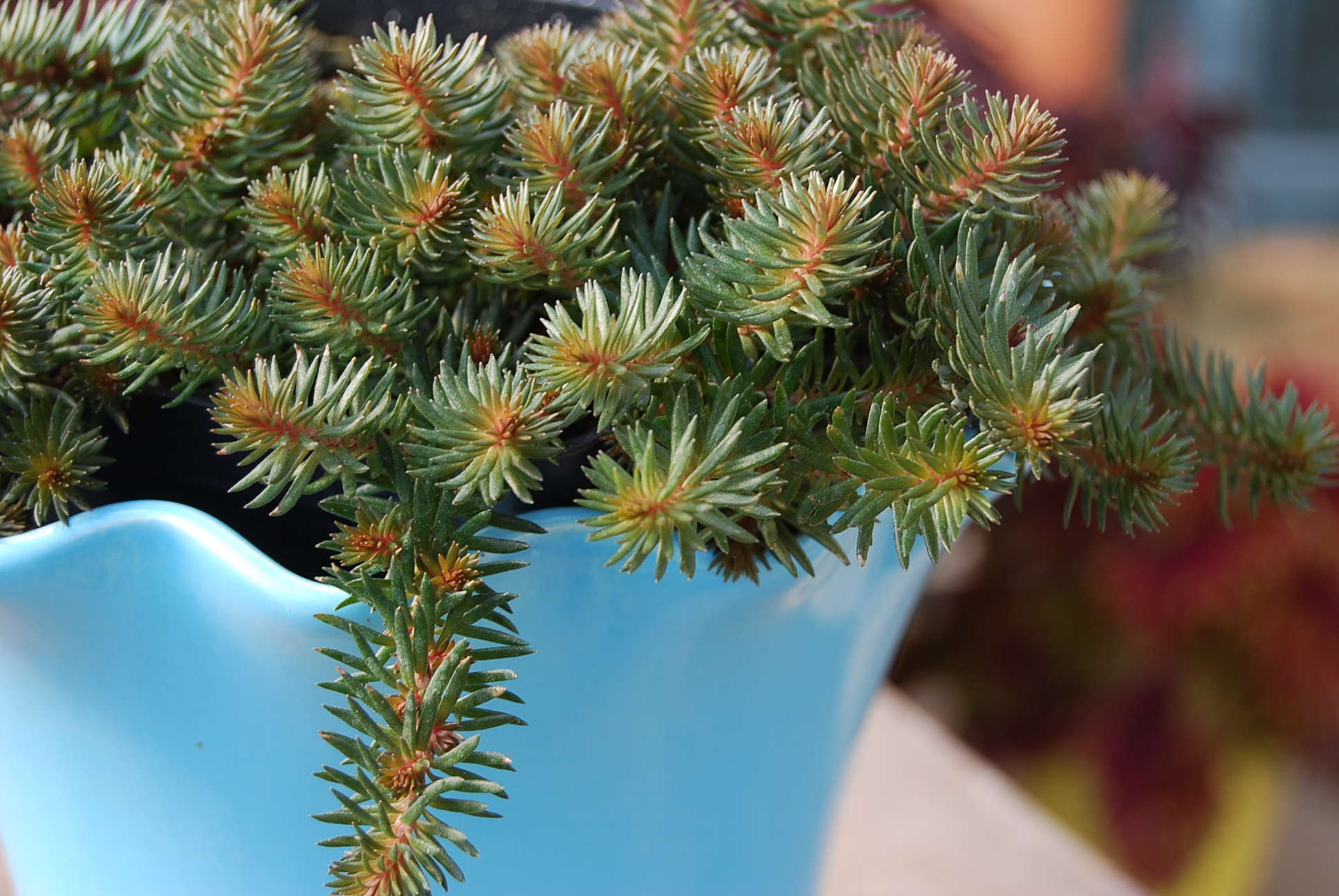 Surging Interest In Succulents
