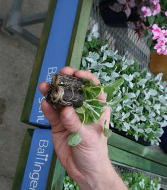 Seed-Plus-Vegetative Combos Now A Possibility