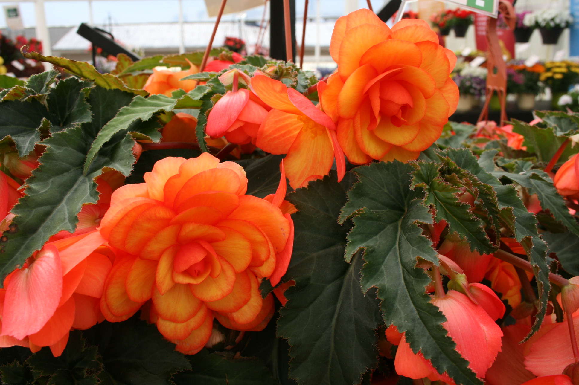 Standout Varieties From 10 Trials